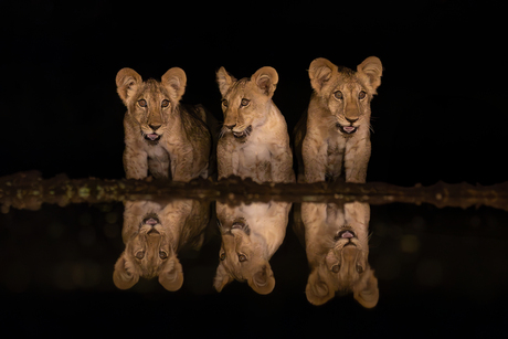 Drie leeuwenwelpen bij een drinkplaats in de nacht
