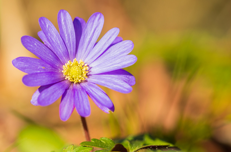 Blauw bloemetje