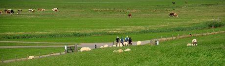 In training in het Friese landschap ..