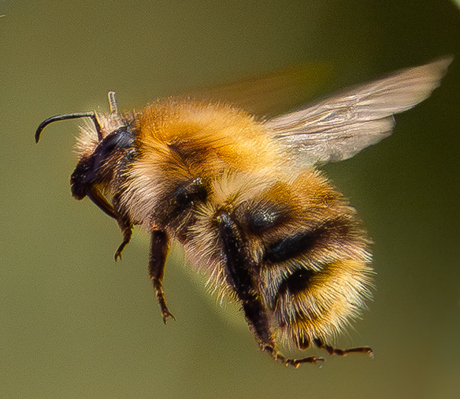 akker hommel
