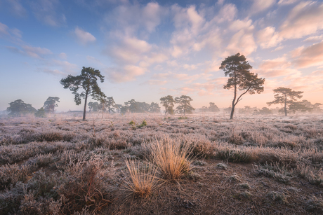 Zonsopkomst op de bevroren heide