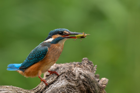 IJsvogel met prooi