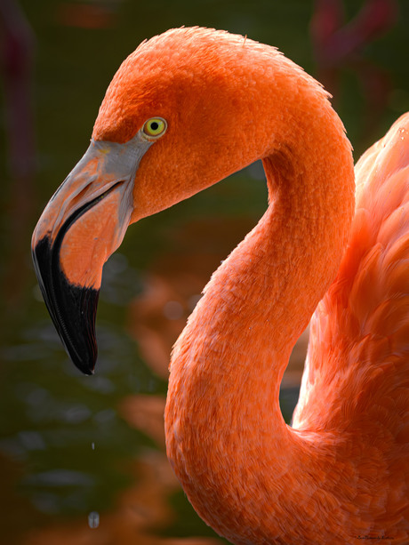 Flamingo