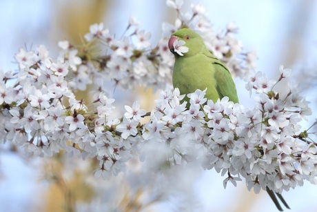 Halsbandparkiet in de bloesem
