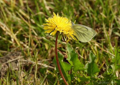 In de geweldige natuur