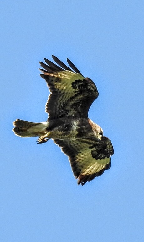 Buizerd