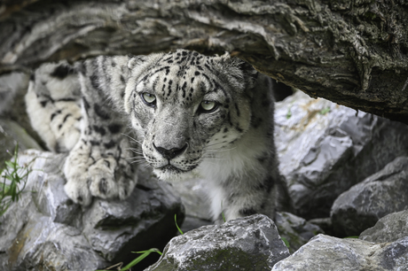 International Snow Leopard Day!