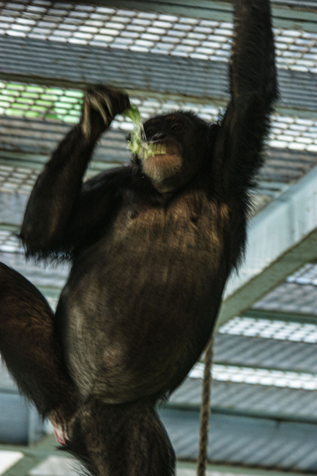 chimp aan zijn sla aan het eten
