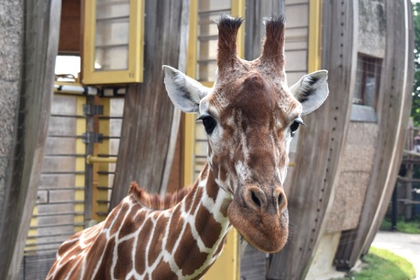 Giraffe
