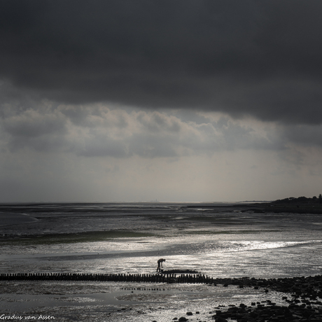 Pieren steken op het wad.