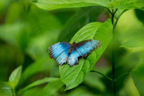 Blauwe vlinder / Blue Morpho