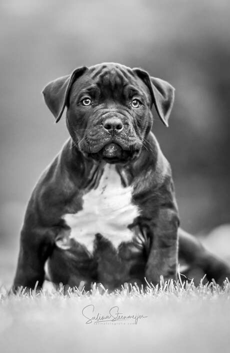 American bully xl pup 