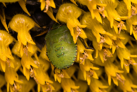 Groene Schildwants in een zonnebloem