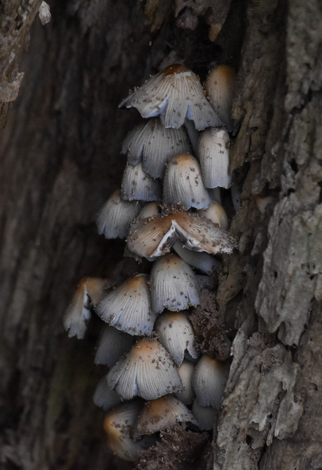 Paddenstoelen