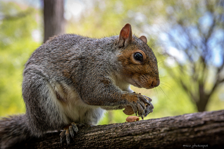 eekhoorn central park