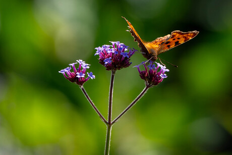 Vlindertuin