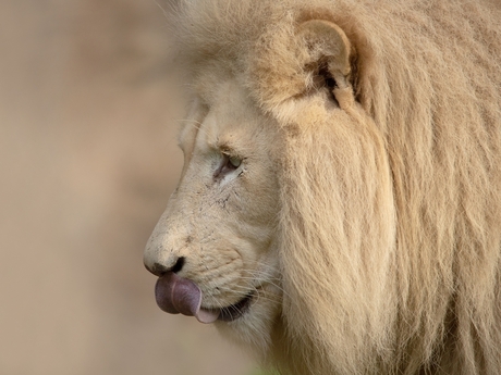 white lion