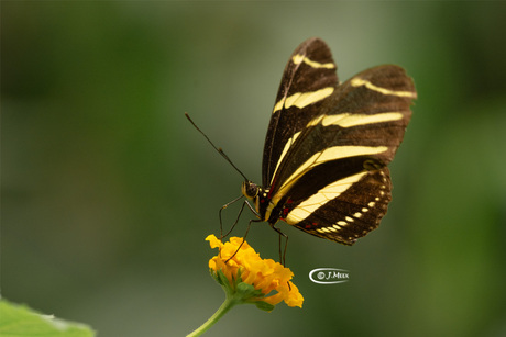 Zebravlinder (Heliconius charithonia)