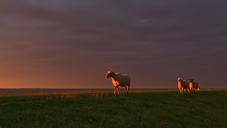 Dijk schapen