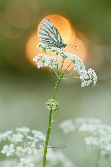 Kleine geaderd witje