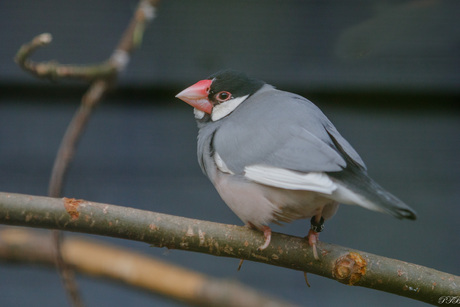 Rijstvogeltje