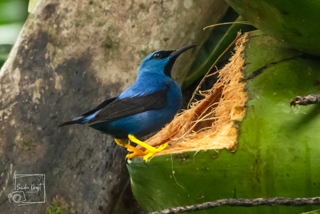 Geelpoot Suikervogel (Shinning Honeycreeper)