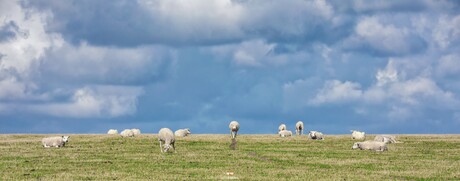 Schapen op Texel.