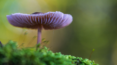 Macro opdracht 1