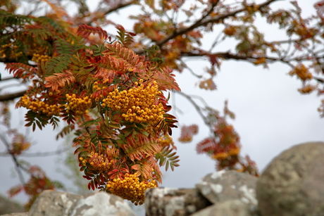 Herfst