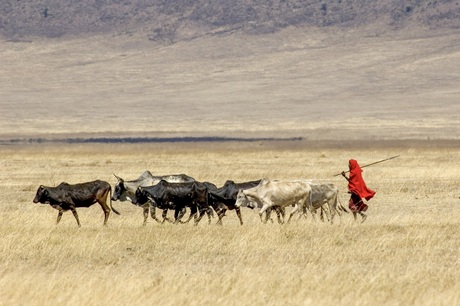 Masai herder 