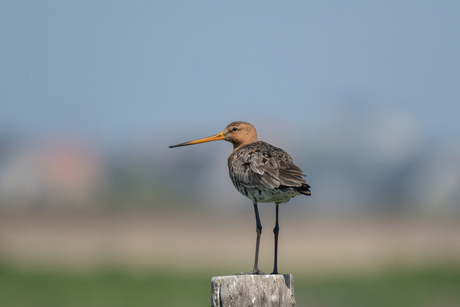 Grutto