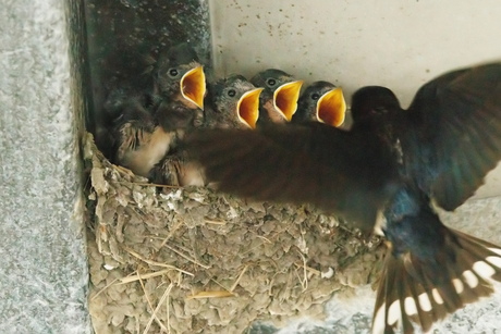Gretige jonge boerenzwaluwen