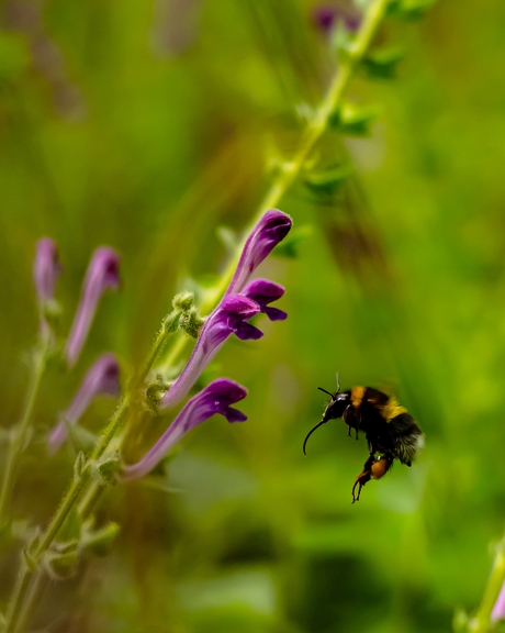 Hommel gaat uit eten 