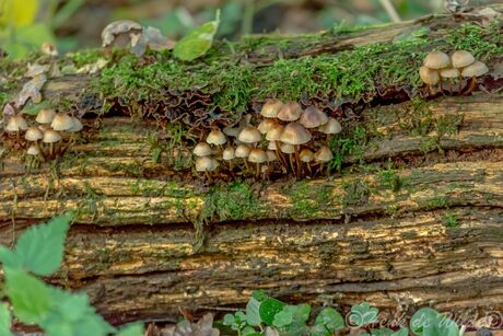 Paddenstoelen