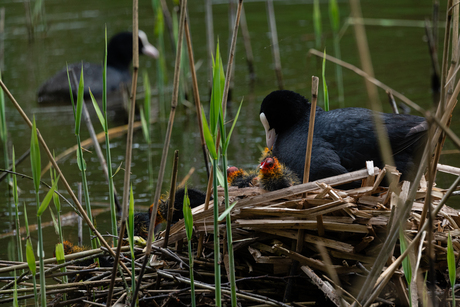 familie meerkoet