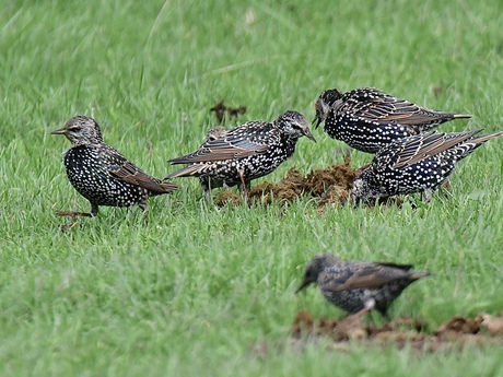 Krenten uit de ‘pap’..