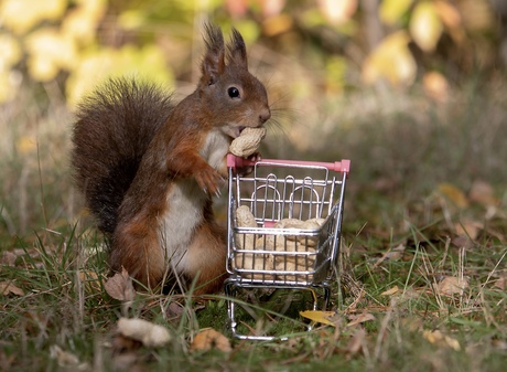 Eekhoorn doet boodschappen