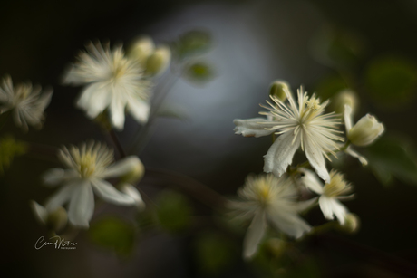 Clematis soort - Wilde bosrank 