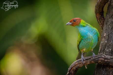 Okerkaptangare in Costa Rica