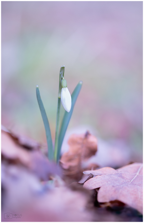 Laatste sneeuwklokje...