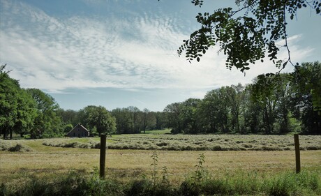 Zomerse dag