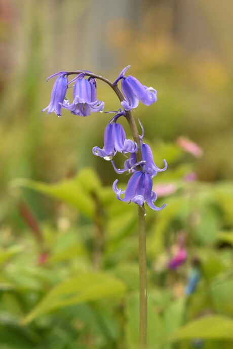 Wilde hyacint, boshyacint-