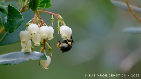 Hommel fourageert 