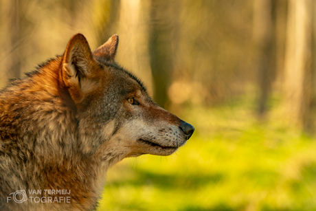 Wolf 