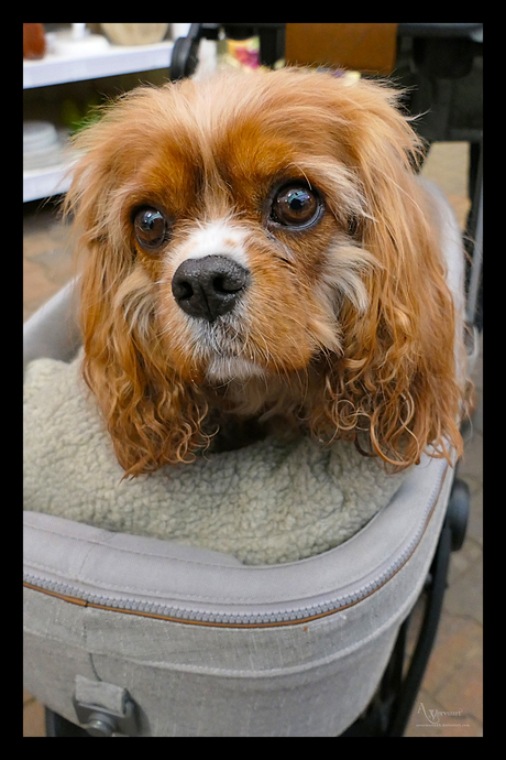 De hond op de afbeelding is waarschijnlijk een Cavalier King Charles Spaniel. 