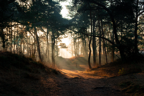 Ochtend mist op de Kalmthoutse Heide