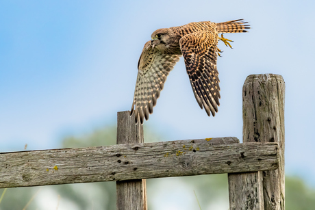 Torenvalk met Woelmuis.