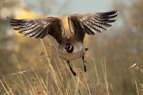 Grote Canadese Gans