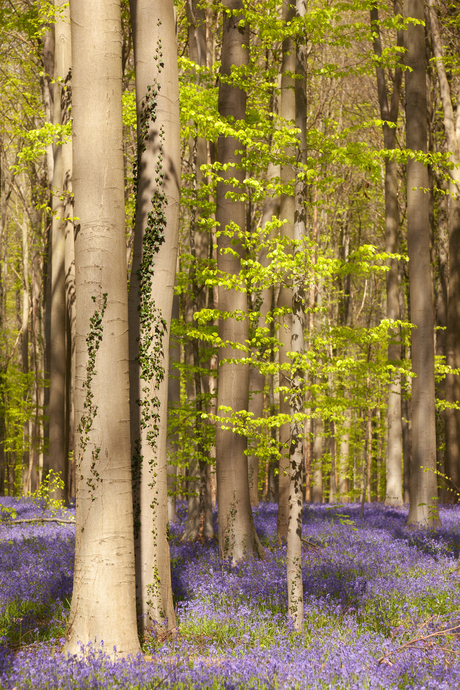 Hallerbos in blauw en groen