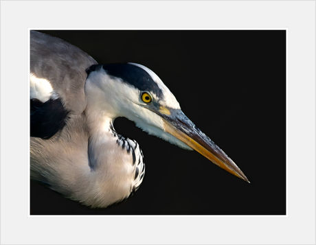 Vissende Blauwe reiger